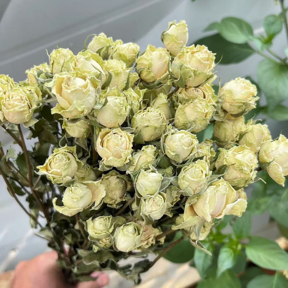 Real Preserved Roses Dried Flo - đánh giá và giá Resin Art With Rose